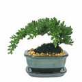 Small Japanese Juniper Bonsai Tree in 6" Ceramic